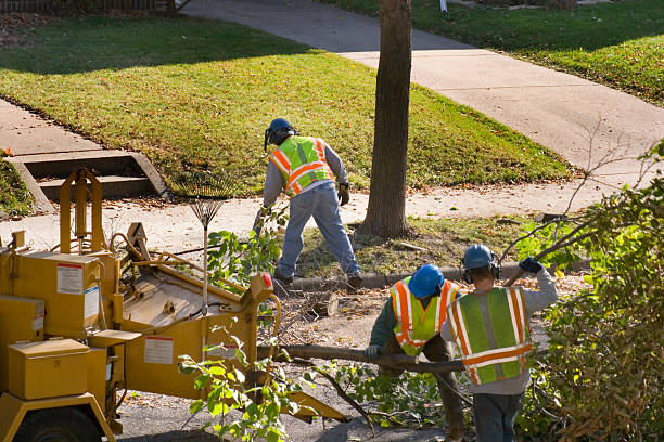 Emergency Storm Tree Removal in South Palm Beach, FL